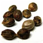 Семена марихуаны АК-47  (Seeds AK-47) в Струнино